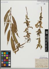Foto von Salix alba L. x Salix fragilis L.